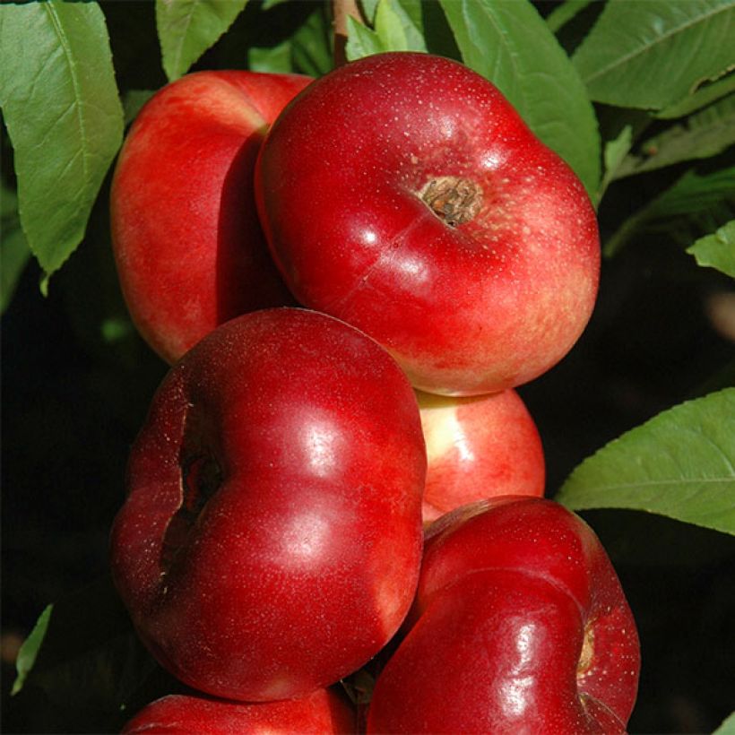 Nectarinier Sauzee King (Harvest)