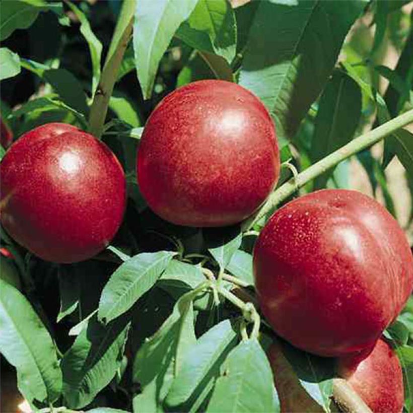 Nectarinier Silver Gem (Harvest)