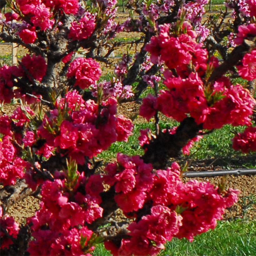 Nectarinier nain Garden Beauty (Flowering)
