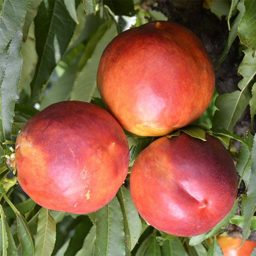 Nectarinier nain Garden Beauty (Harvest)