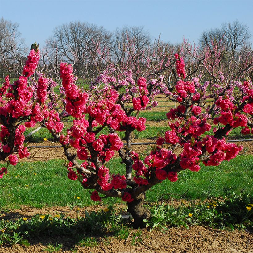 Nectarinier nain Garden Beauty (Plant habit)