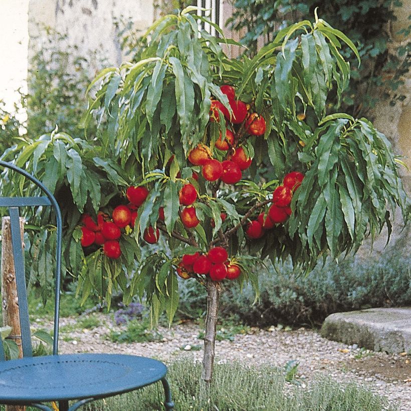 Nectarinier nain Nectarella - Georges Delbard (Plant habit)