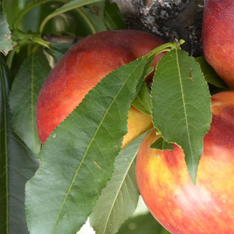 Nectarinier nain Rubis Necta Zee (Foliage)