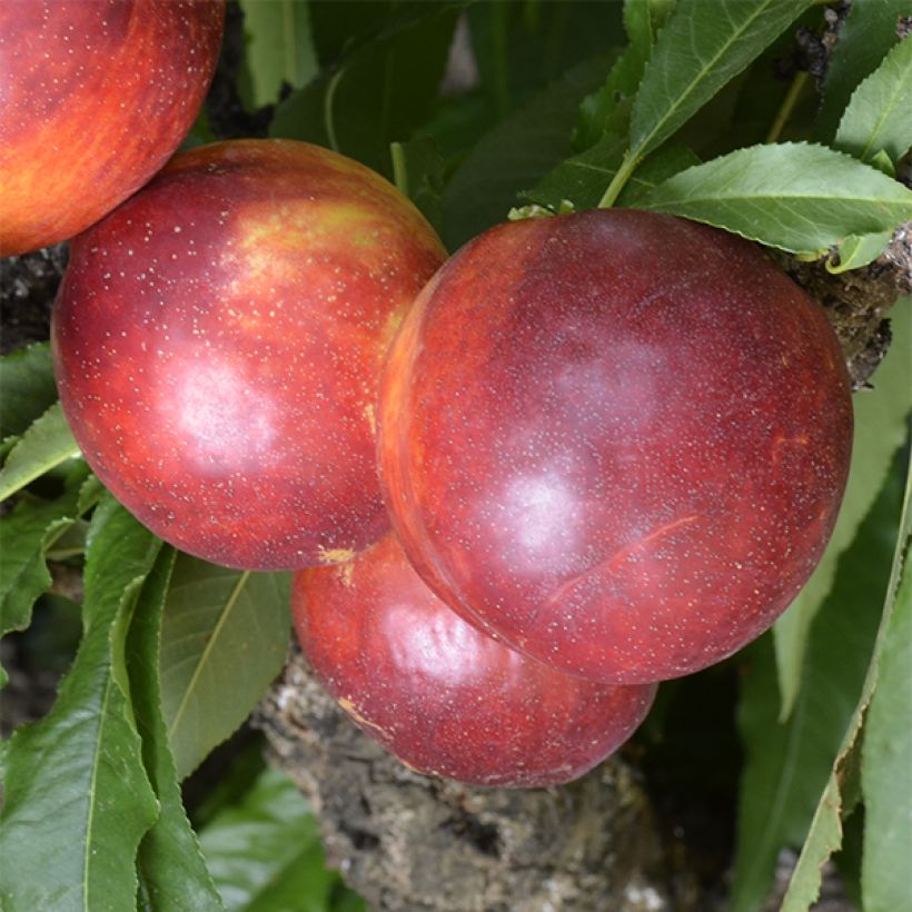 Nectarinier nain Rubis Necta Zee (Harvest)