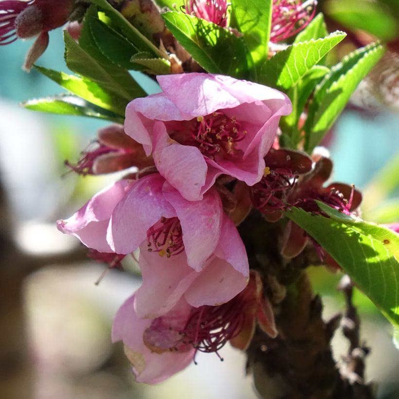 Nectarinier nain Snow Baby (Flowering)