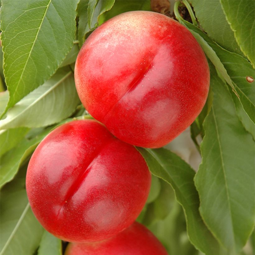 Nectarinier nain Snow Baby (Harvest)