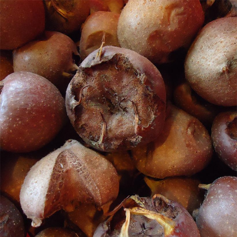 Néflier Westerveld - Mespilus Germanica (Harvest)