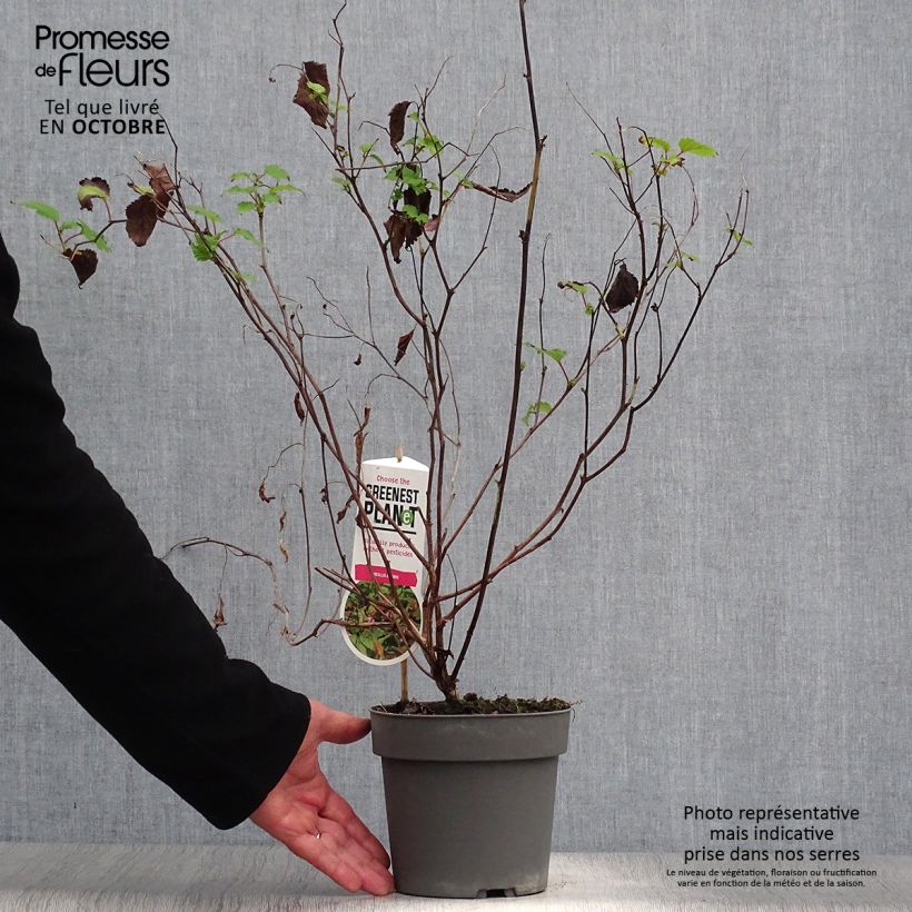 Example of Neillia affinis Pot de 2L/3L as you get in automne
