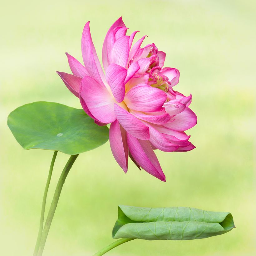 Nelumbo Elite Red - Lotus nain (Flowering)