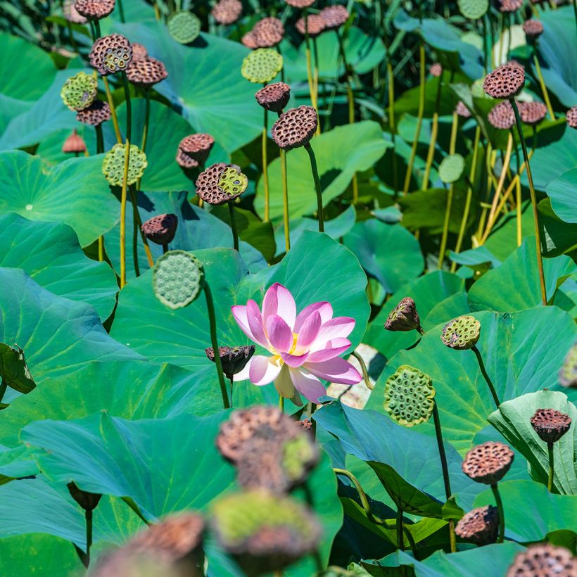 Nelumbo Red at Sunset - Lotus nain rouge (Foliage)