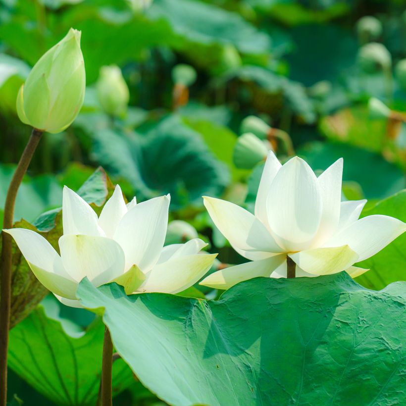 Nelumbo nucifera Hong Bian Yudie - Lotus des Indes (Flowering)