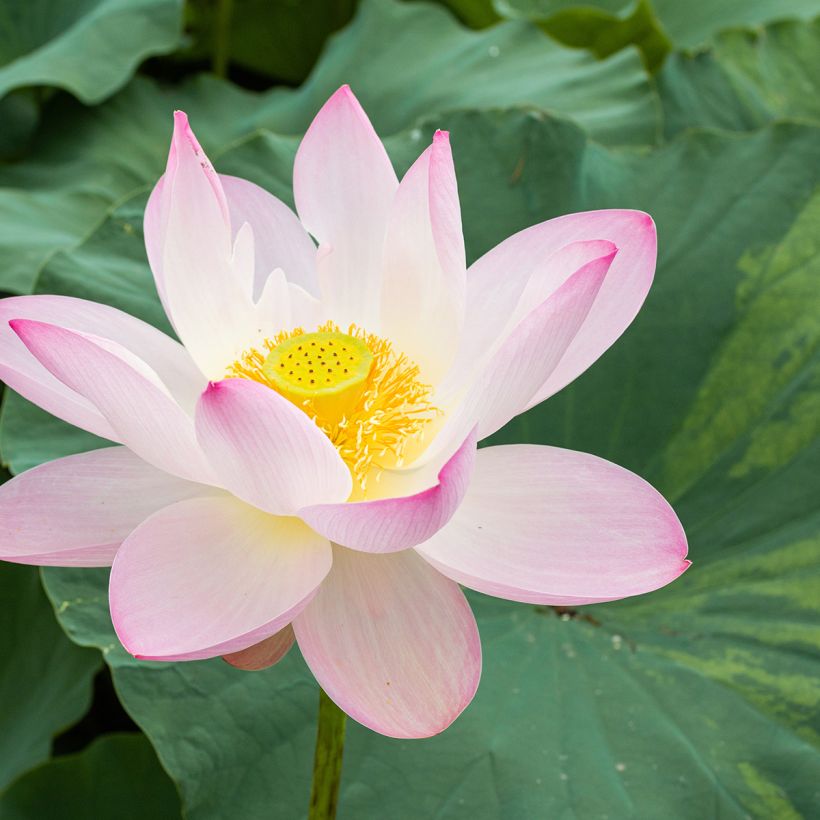 Nelumbo nucifera - Lotus sacré (Flowering)