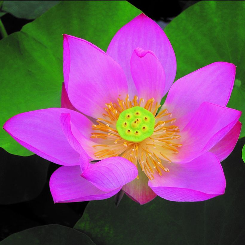 Nelumbo pygmaea Red - Lotus nain rose rouge (Flowering)