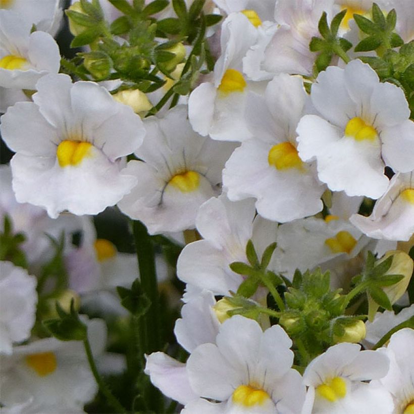 Némésia Karoo White (Flowering)
