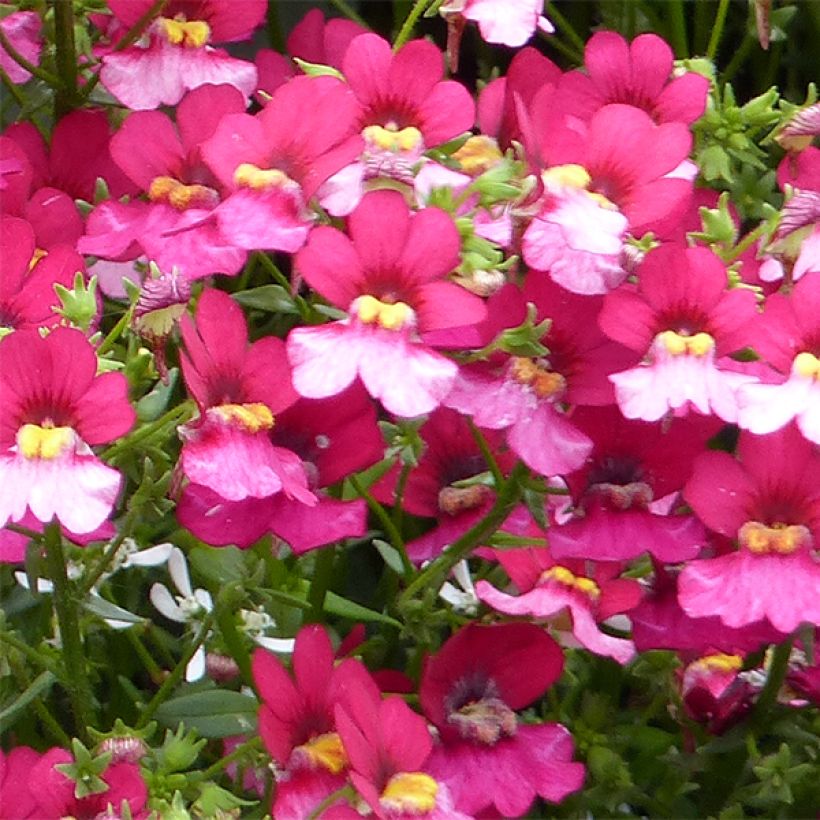Némésia Sunsatia Plus Berry Delight (Flowering)