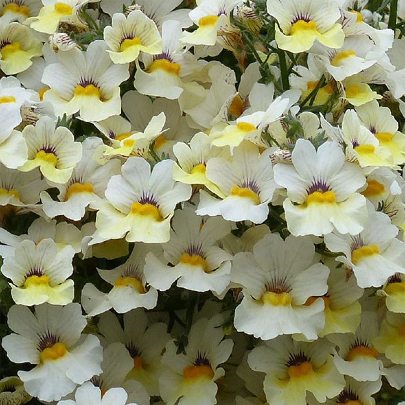 Némésia Sunsatia Plus Little Vanilla (Flowering)