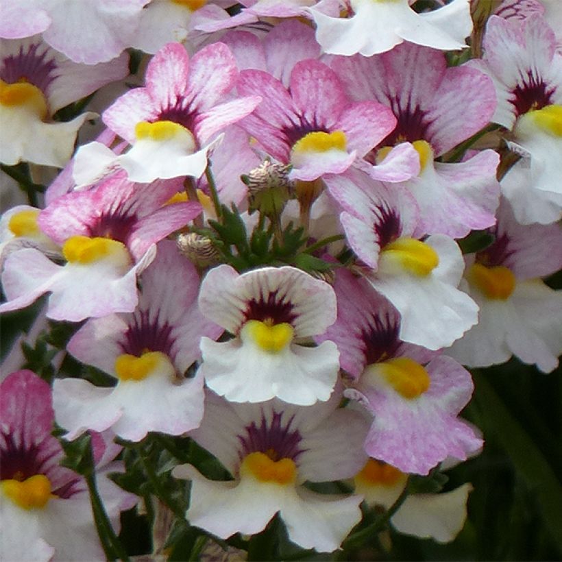 Némésia Sunsatia Plus Lychee (Flowering)