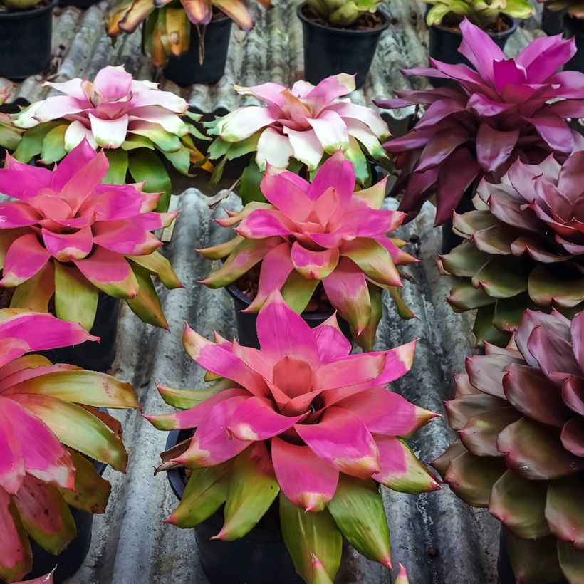 Neoregelia Medusa - Plante réservoir (Plant habit)