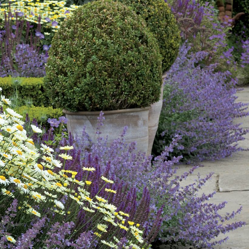 Nepeta faassenii Walker's Low (Plant habit)