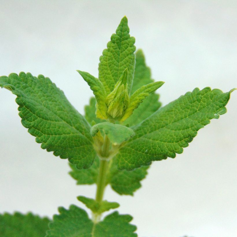 Nepeta grandiflora Dawn to Dusk (Foliage)