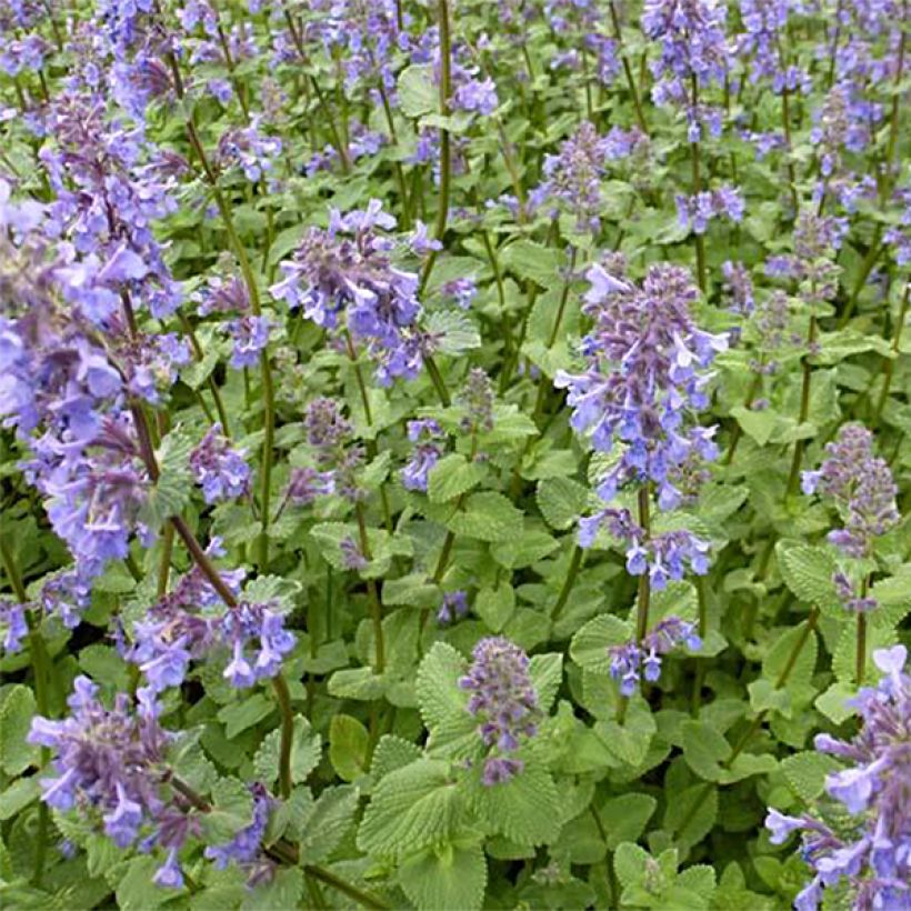 Nepeta grandiflora Zinser's Giant - Herbe à chats géante (Plant habit)