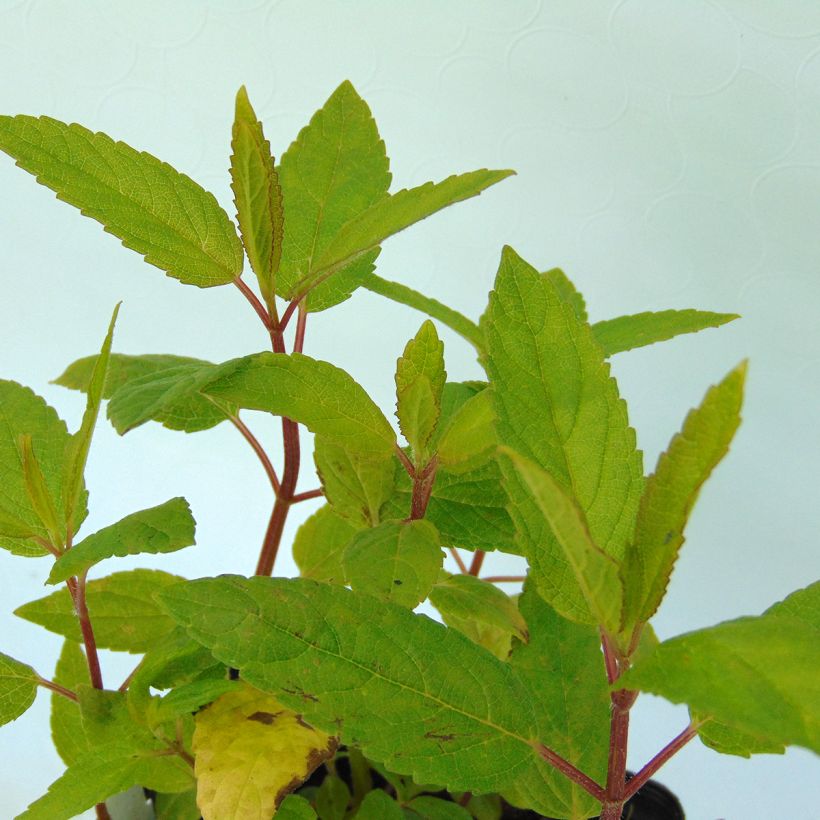 Nepeta kubanica - Chataire (Foliage)
