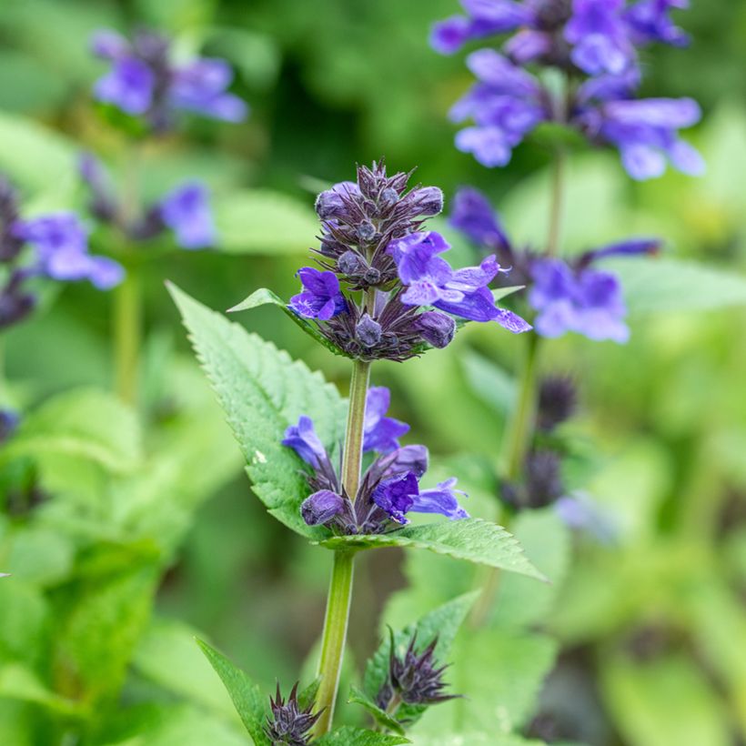 Népéta nervosa Neptune - Chataire (Flowering)