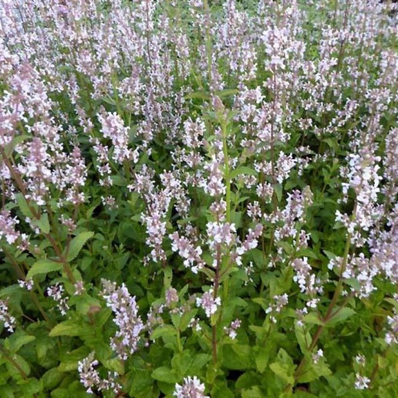 Chataire Anne's Choice - Nepeta nuda (Plant habit)