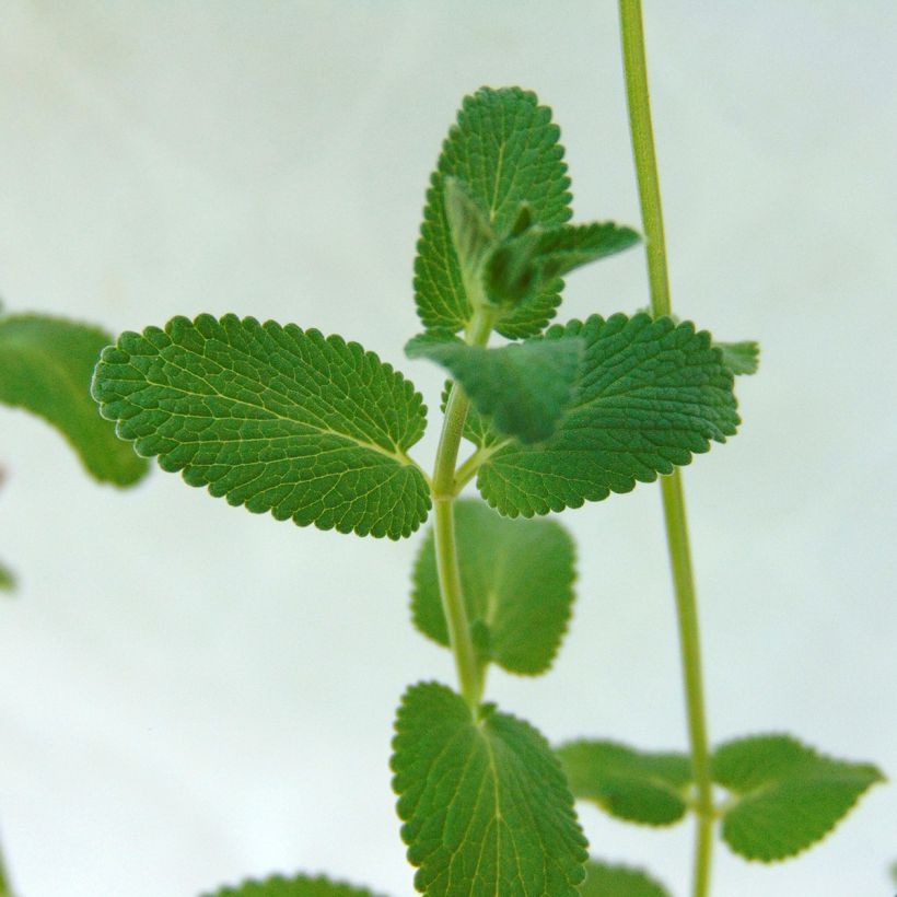 Népéta racemosa Grog - Chataire (Foliage)