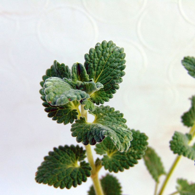 Nepeta racemosa Snowflake - Chataire à fleurs blanches (Foliage)