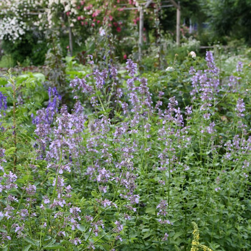 Nepeta subsessilis - Chataire subsessile  (Plant habit)