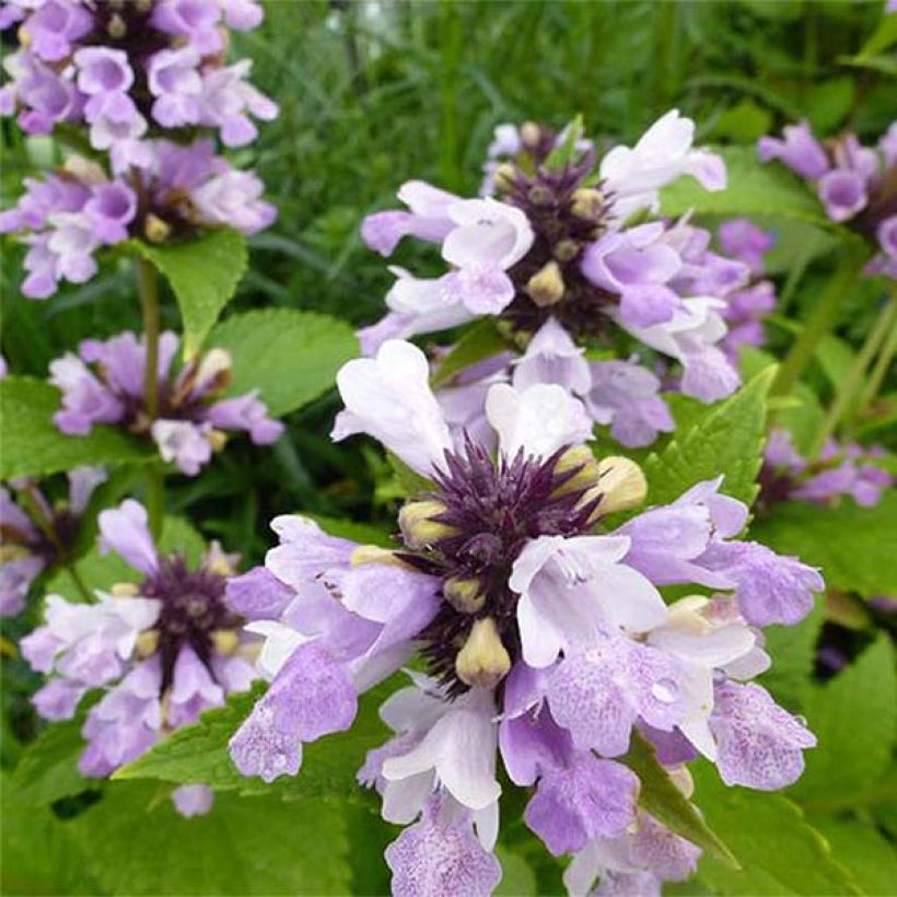 Nepeta subsessilis Sweet Dreams - Chataire subsessile rose (Flowering)