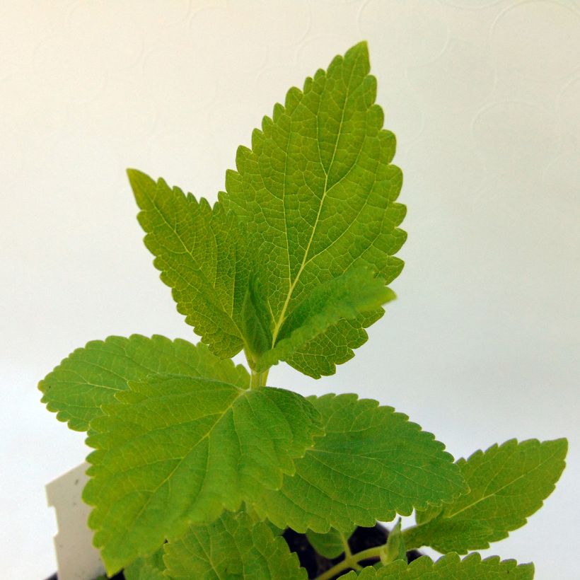 Nepeta subsessilis Sweet Dreams - Chataire subsessile rose (Foliage)
