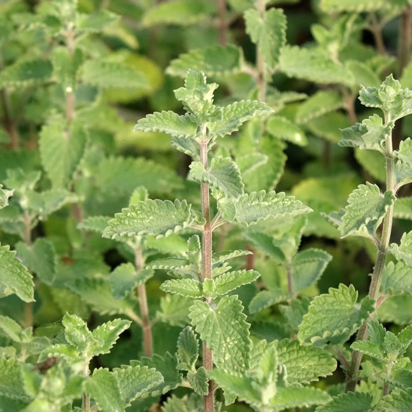 Nepeta faassenii Walker's Low (Foliage)