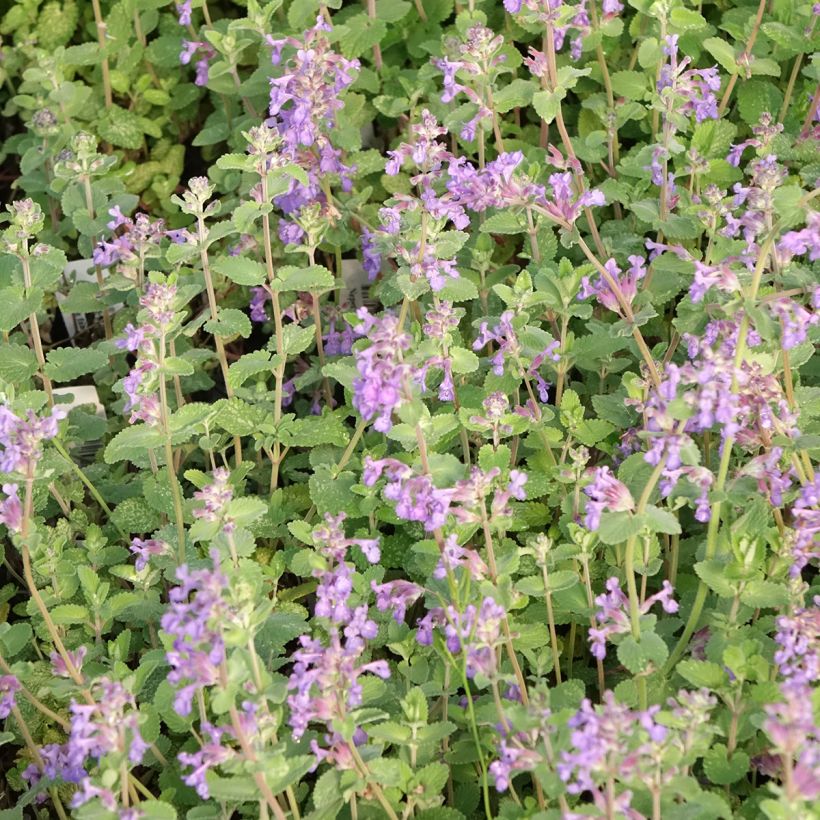 Nepeta faassenii Walker's Low (Flowering)