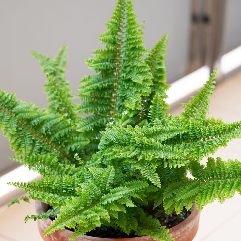 Nephrolepis exaltata Cotton Candy - Fougère de Boston (Plant habit)