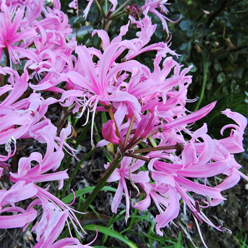 Nerine bowdenii type - Lis de Guernesey (Flowering)