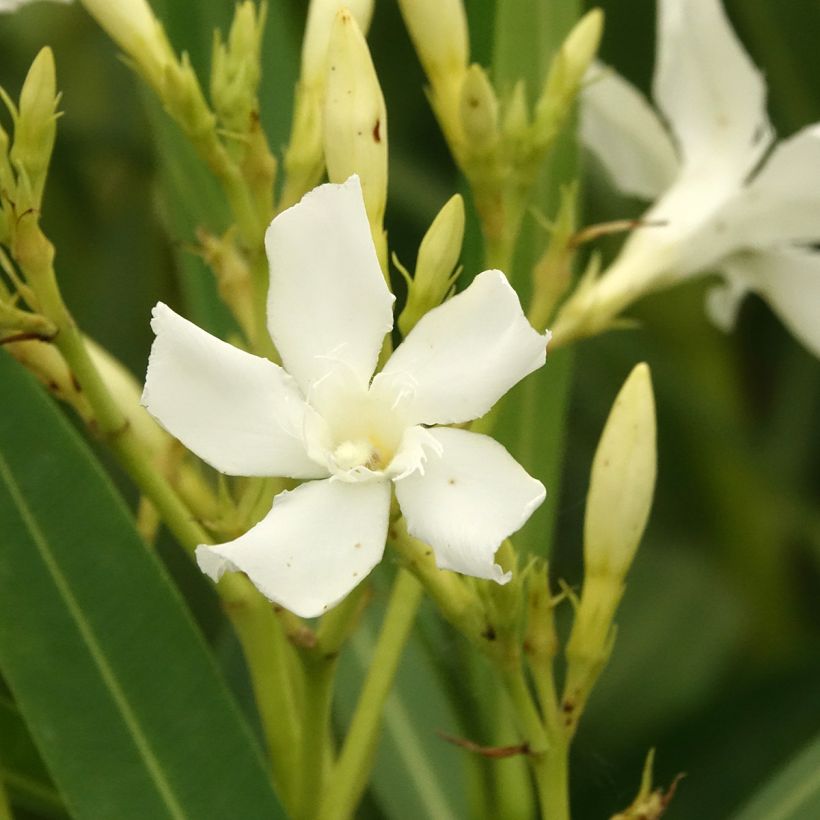 Laurier rose - Nerium oleander Blanc (Flowering)