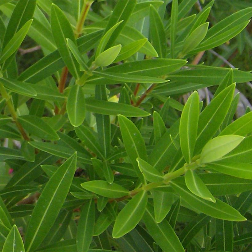 Laurier rose - Nerium oleander Jaune (Foliage)