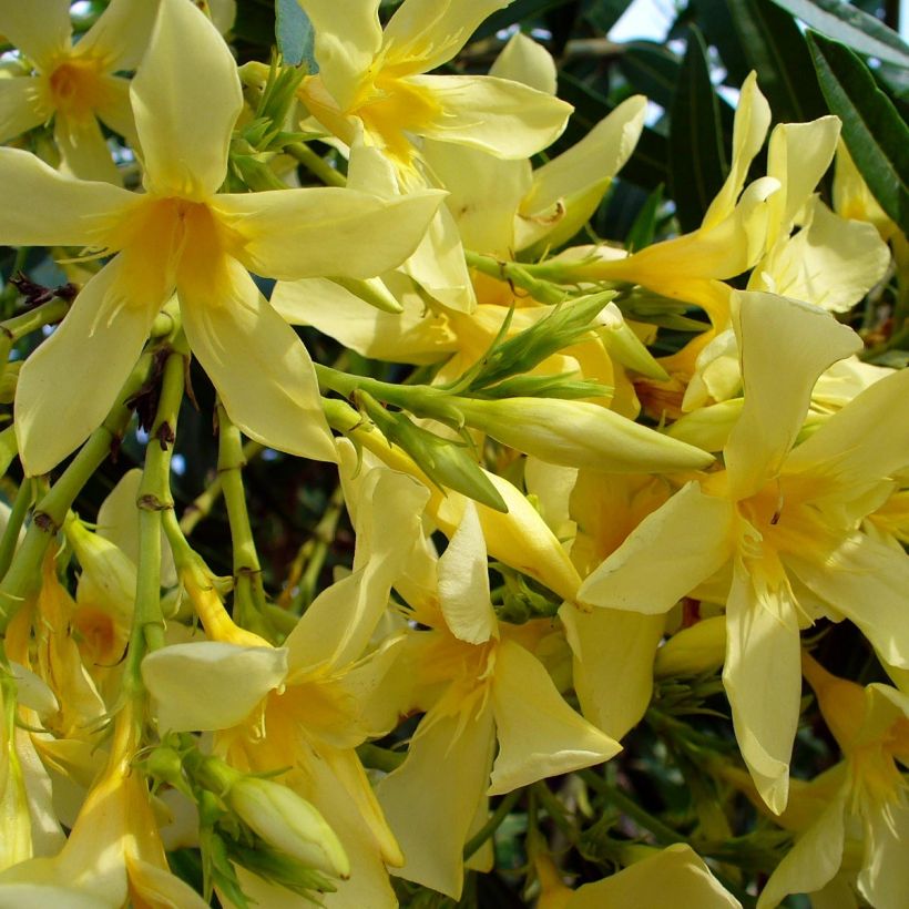 Laurier rose Marie Gambetta - Nerium oleander  (Flowering)