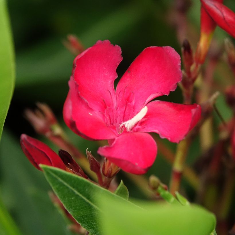 Laurier rose - Nerium oleander Rouge Simple (Flowering)