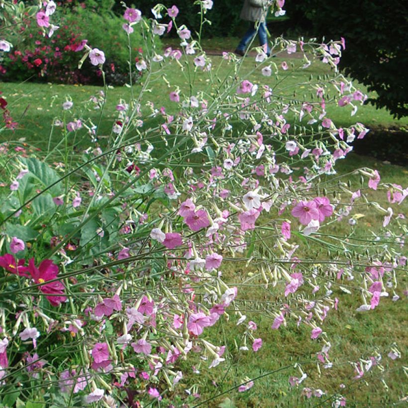 Tabac d'ornement - Nicotiana Marshmallow (Flowering)