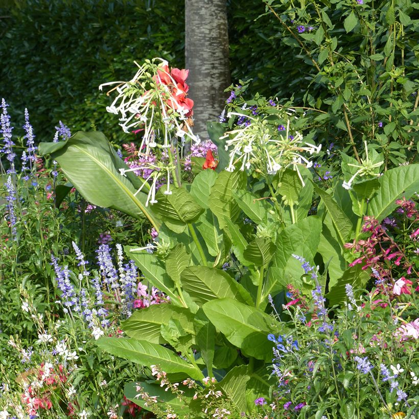Graines de Tabac ornemental - Nicotiana sylvestris (Plant habit)