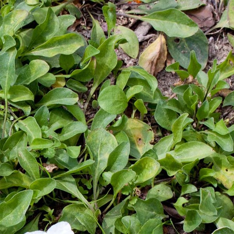 Nierembergia repens - Nierembergia rampant (Foliage)