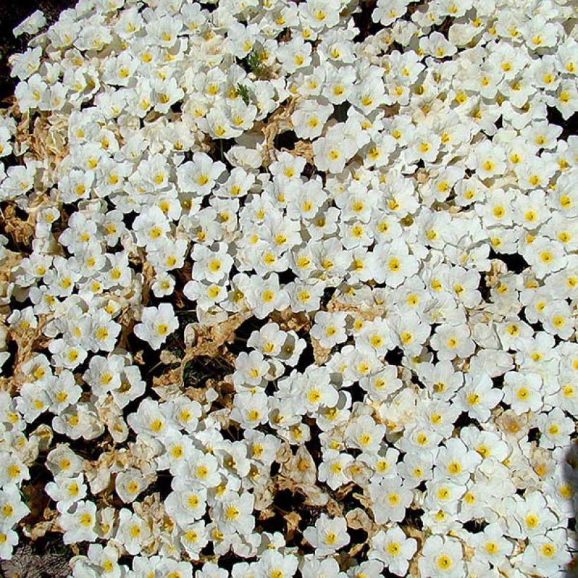 Nierembergia repens - Nierembergia rampant (Flowering)