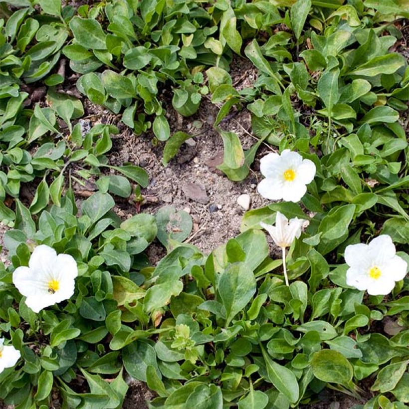 Nierembergia repens - Nierembergia rampant (Plant habit)