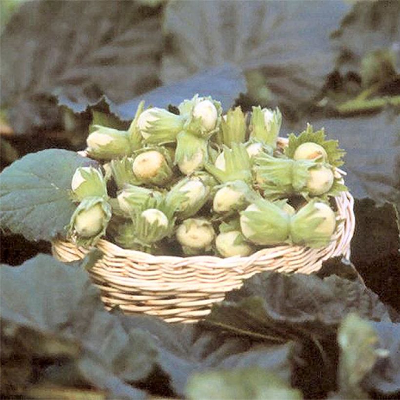 Noisetier Fertile de Coutard (Harvest)