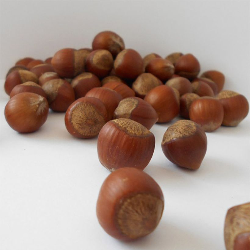 Corylus avellana Rode Zellernoot - Noisetier pourpre (Harvest)