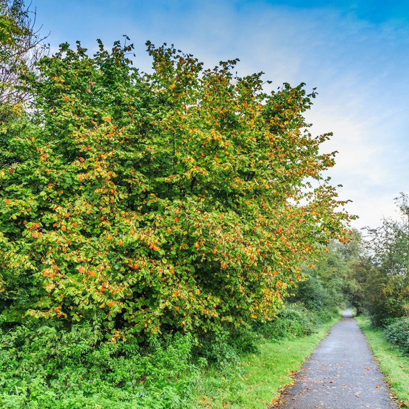 Noisetier commun - Corylus avellana Longue d'Espagne (Plant habit)