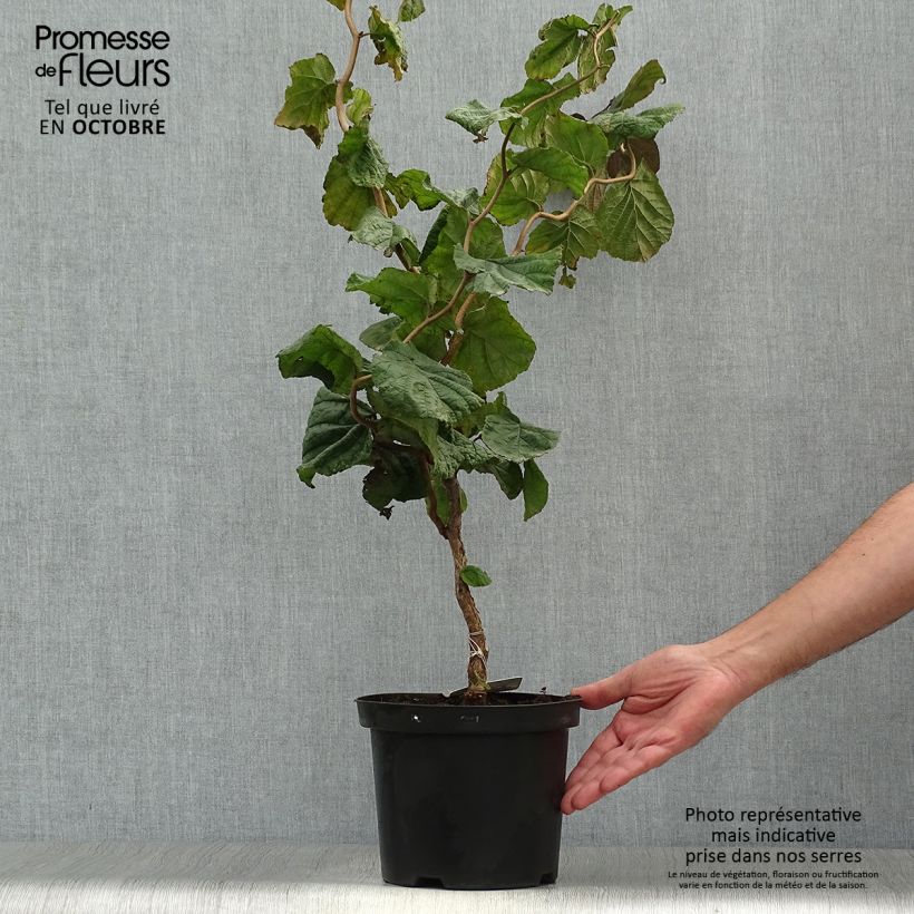 Example of Noisetier tortueux pourpre - Corylus avellana Red Majestic Pot de 3L/4L as you get in automne